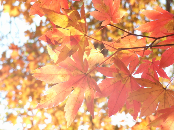 f:id:Pines:20111104121210j:image f:id:Pines:20111104121210j:image