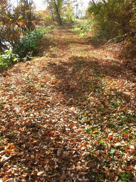 f:id:Pines:20111104124553j:image f:id:Pines:20111104124553j:image