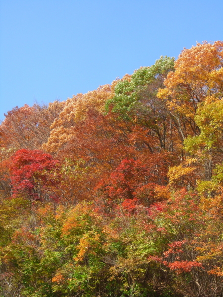 f:id:Pines:20111104124749j:image f:id:Pines:20111104124749j:image