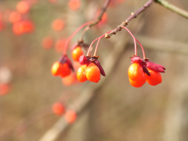 f:id:Pines:20111105104106j:image f:id:Pines:20111105104106j:image