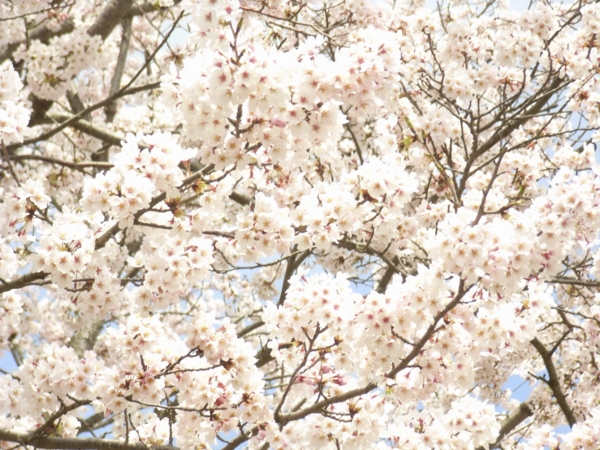 f:id:Pines:20120415121051j:image f:id:Pines:20120415121051j:image