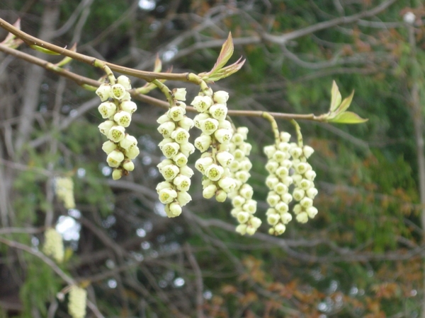 f:id:Pines:20120420004951j:image f:id:Pines:20120420004951j:image