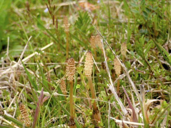 f:id:Pines:20120420123854j:image f:id:Pines:20120420123854j:image