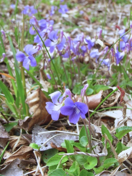 f:id:Pines:20120420124503j:image f:id:Pines:20120420124503j:image