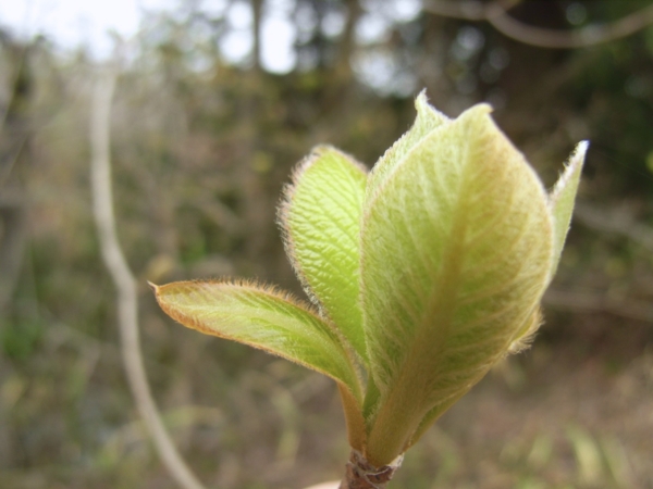 f:id:Pines:20120420124811j:image f:id:Pines:20120420124811j:image