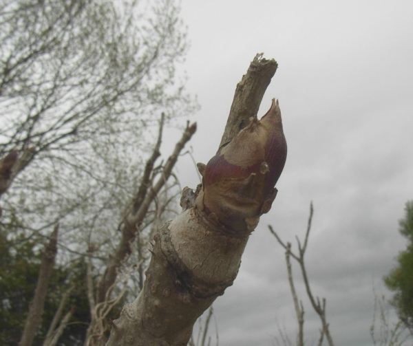 f:id:Pines:20120422195538j:image f:id:Pines:20120422195538j:image