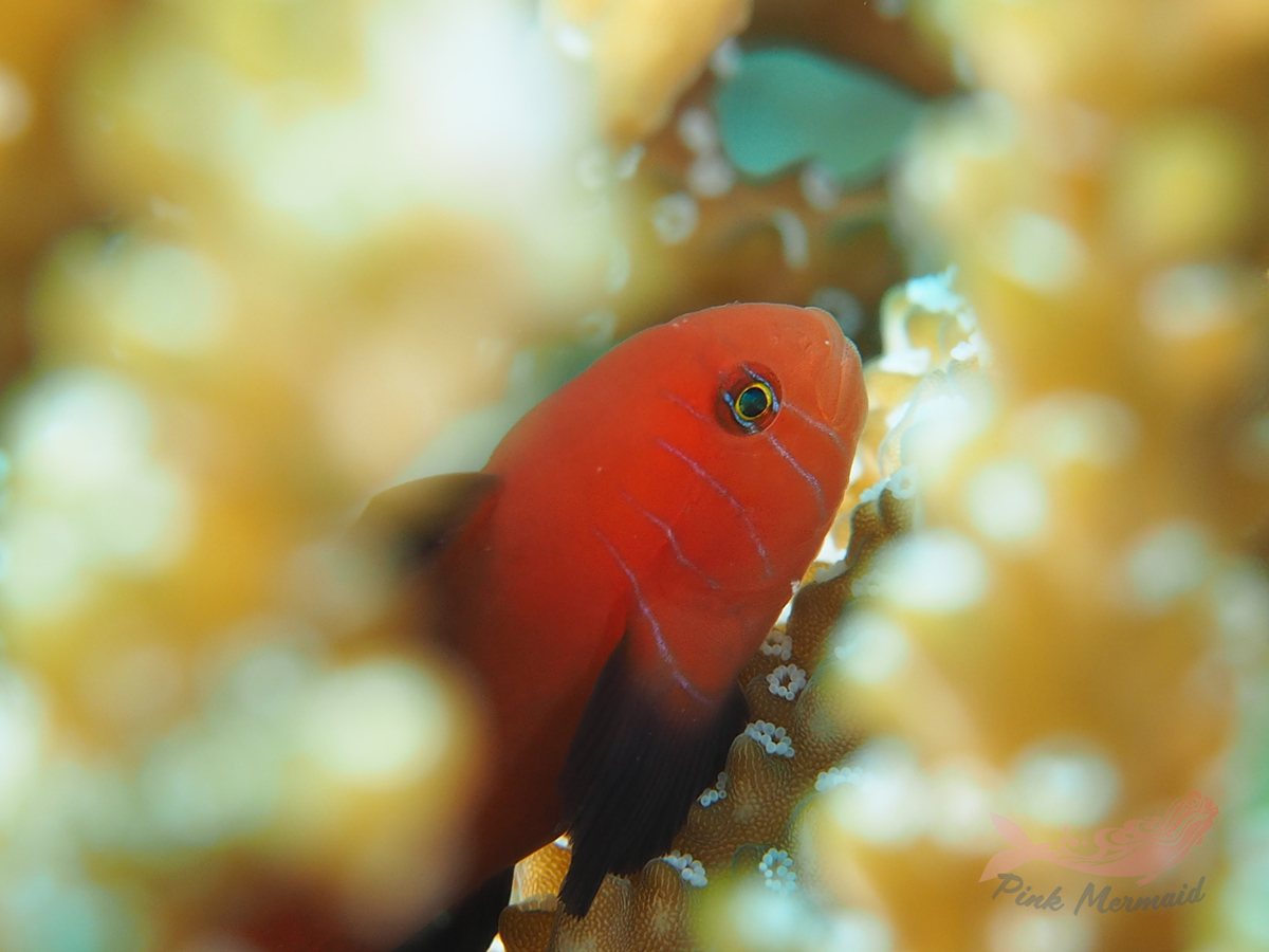フタイロサンゴハゼ 海の生き物図鑑