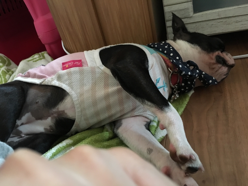 f:id:Pippa:20170718200123j:plain f:id:Pippa:20170718200123j:plain
