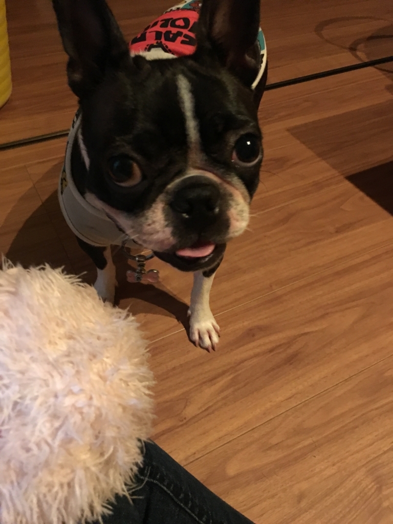 f:id:Pippa:20170809203009j:plain f:id:Pippa:20170809203009j:plain