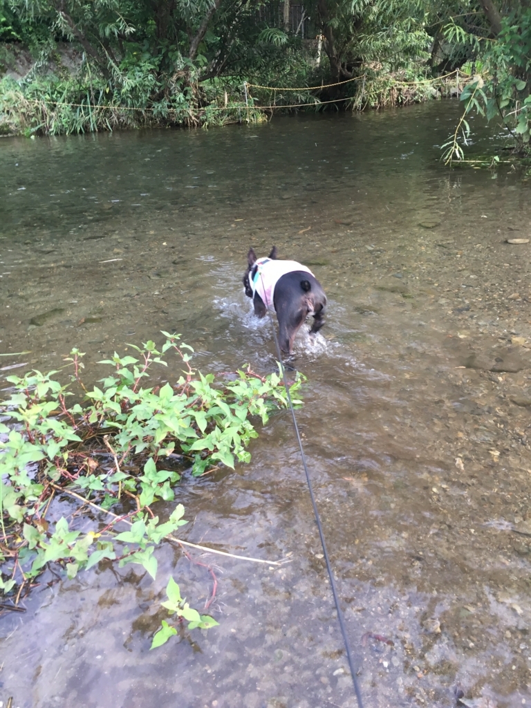 f:id:Pippa:20170912191856j:plain f:id:Pippa:20170912191856j:plain