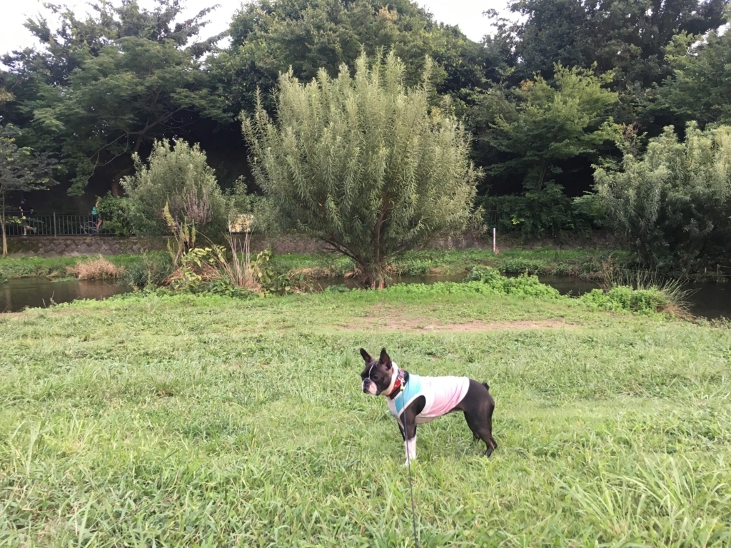 f:id:Pippa:20170912192252j:plain f:id:Pippa:20170912192252j:plain