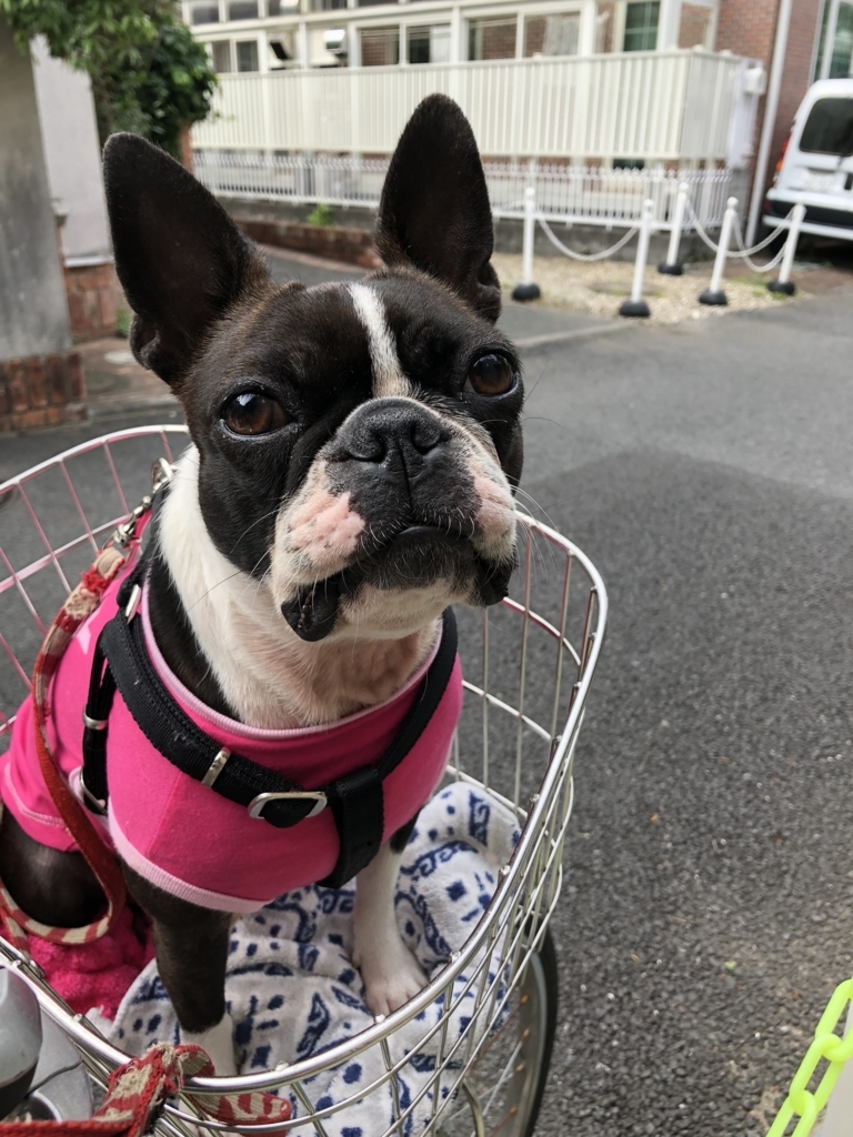 f:id:Pippa:20180508160653j:plain f:id:Pippa:20180508160653j:plain