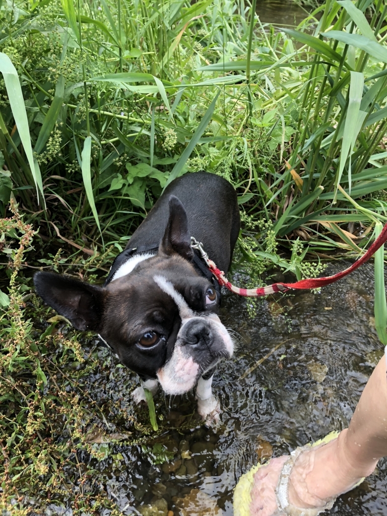 f:id:Pippa:20180508160825j:plain f:id:Pippa:20180508160825j:plain
