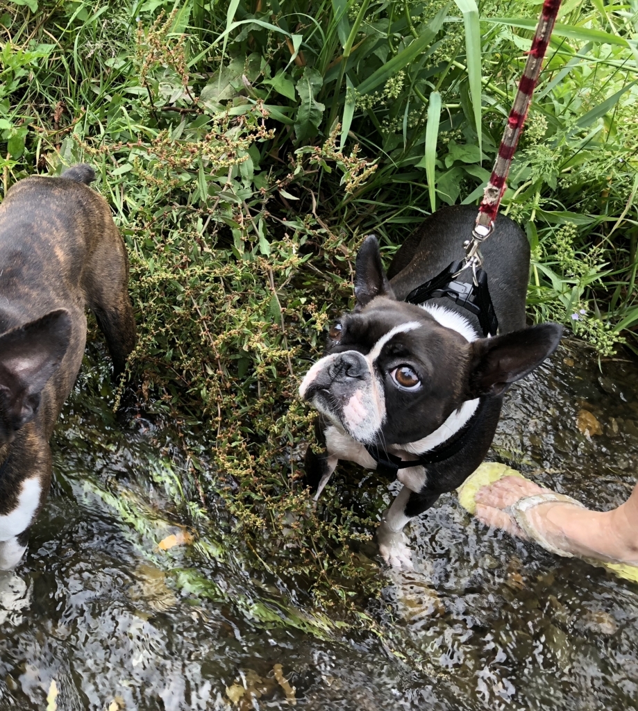 f:id:Pippa:20180508161223j:plain f:id:Pippa:20180508161223j:plain