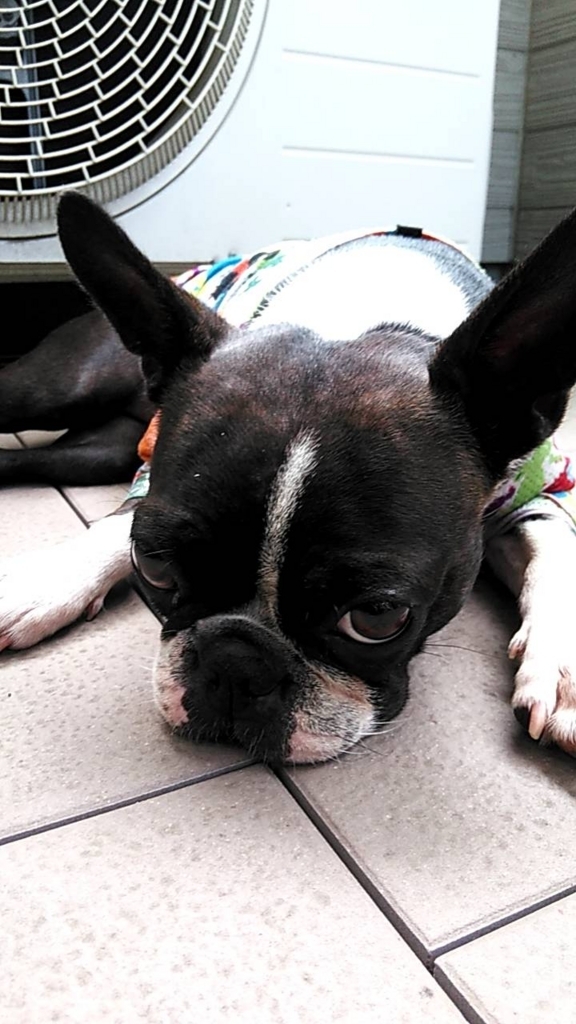 f:id:Pippa:20180704183958j:plain f:id:Pippa:20180704183958j:plain