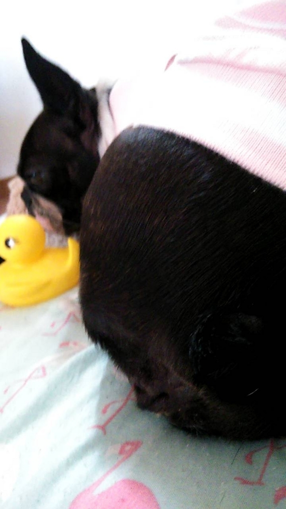 f:id:Pippa:20180723183458j:plain f:id:Pippa:20180723183458j:plain