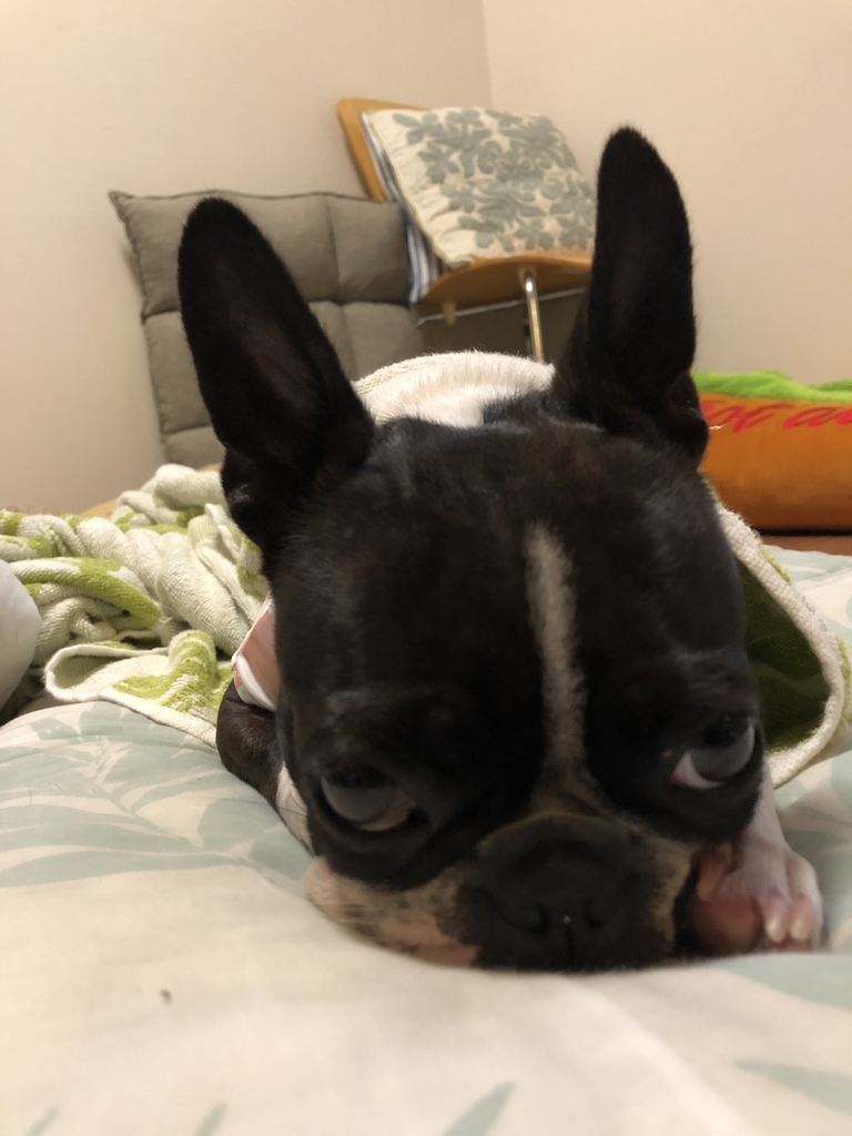 f:id:Pippa:20180911213410j:plain f:id:Pippa:20180911213410j:plain