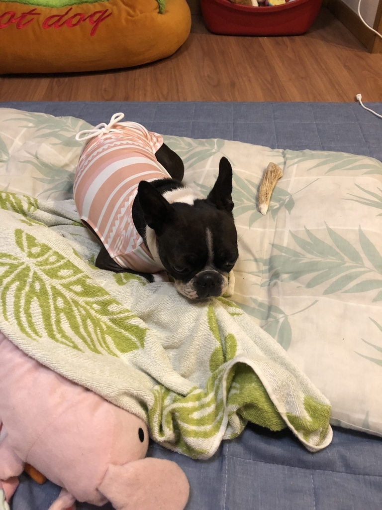 f:id:Pippa:20180911213606j:plain f:id:Pippa:20180911213606j:plain