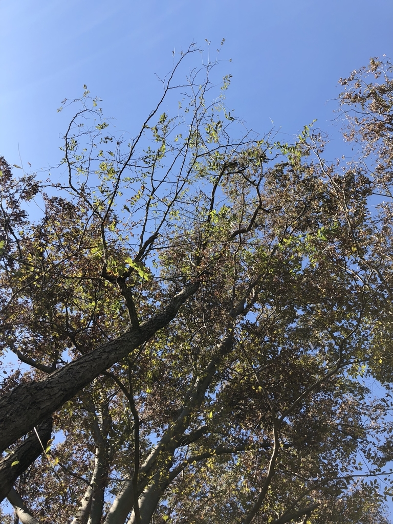 f:id:Pippa:20181022182105j:plain