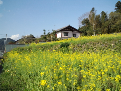 f:id:PiroshiBlog:20130427160650j:image