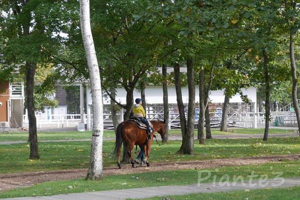 観光乗馬する子供
