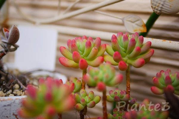 ほんのり葉の先端が赤く色ずく多肉植物