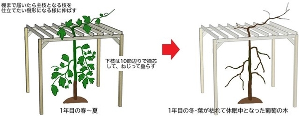 おまかせ♡実なり♡ぶどう♡果樹♡家庭菜園♡ あさくら果実園(樹と風の駅) | ぶどうの花切り。 花の咲く前に