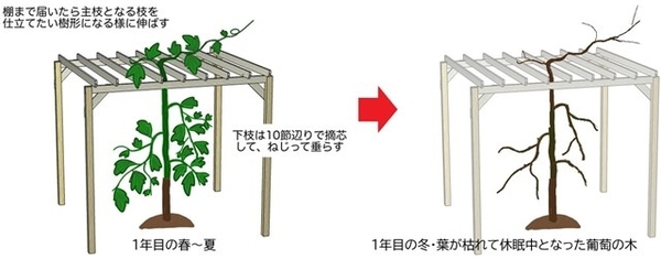 葡萄の木の植え付け１年目の成長イラスト