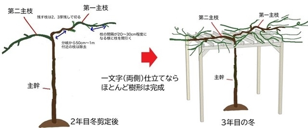 おうち果樹園】家庭菜園で美味しい葡萄栽培にチャレンジ！1月