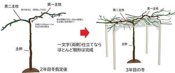 ２年目の剪定～３年目のイラスト