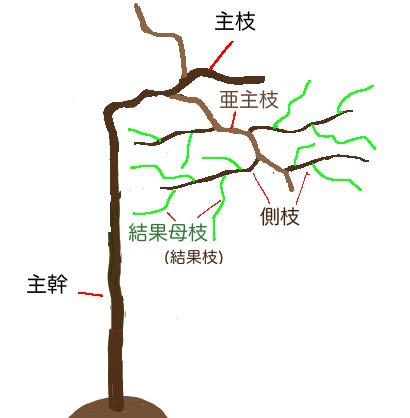 おうち果樹園】家庭菜園で美味しい葡萄栽培にチャレンジ！1月
