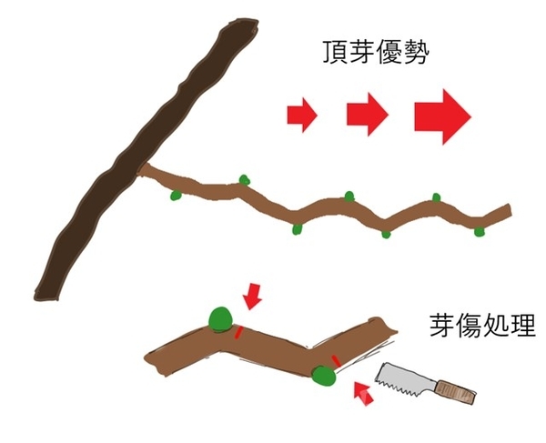 頂芽優勢と芽傷処理のイラスト