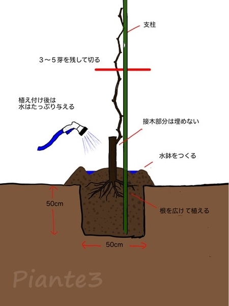 植え付けのイラスト