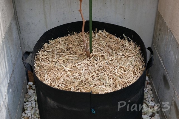 ぶどうの２月 ３月の作業 シャインマスカットの苗木の植え付け 鉢植えでぶどうの垣根仕立て Plantessucculentesの雑記