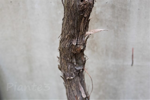 ぶどうの木３月上旬の作業 ぶどうの木ピオーネの皮剥ぎ作業 Plantessucculentesの雑記