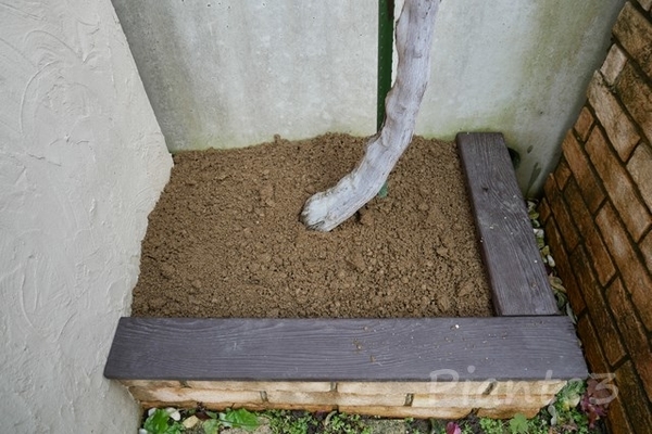 ピオーネの株元