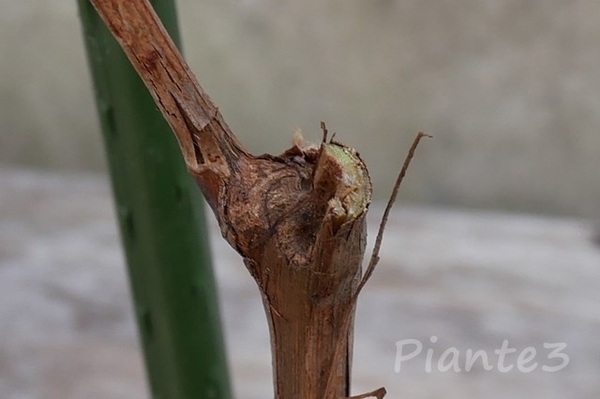 シャインマスカットの折れた枝