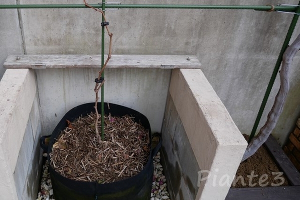 シャインマスカット