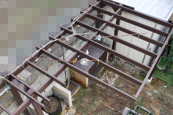 ピオーネ剪定後