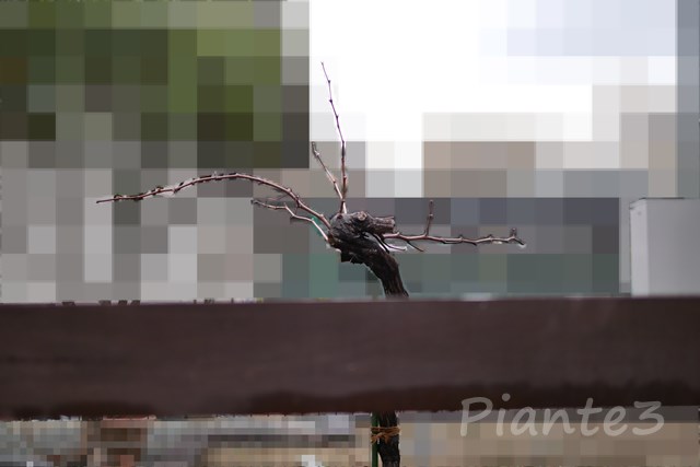 ピオーネの幹が棚から飛び出ている写真