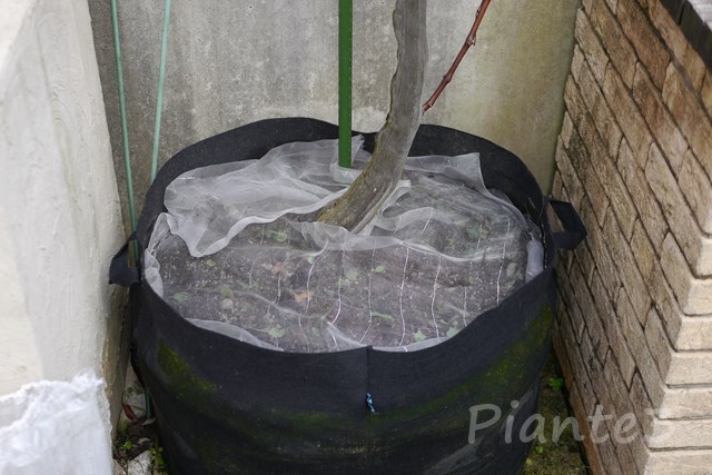 コガネムシ対策で敷いた防虫ネットの写真