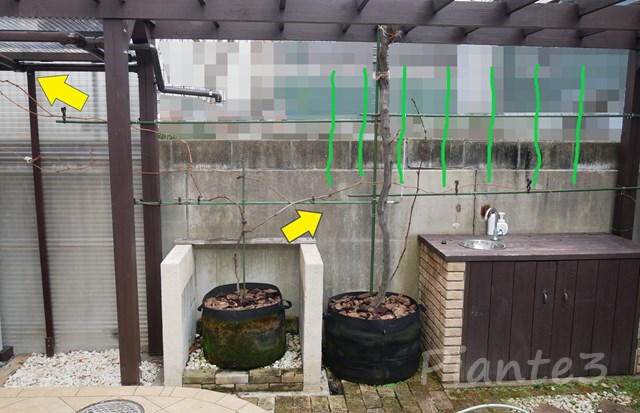 大型の不織布ポットに植えたシャインマスカットの写真