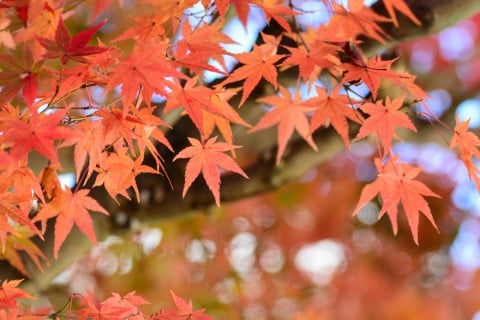 f:id:Platon:20201122140400j:plain