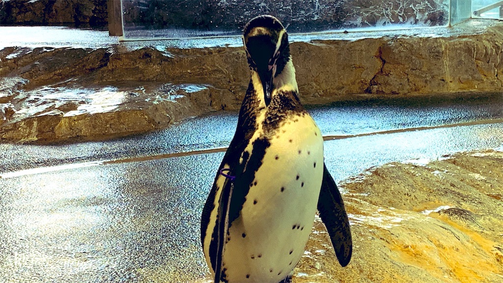 f:id:PlugOut:20181226094133j:image