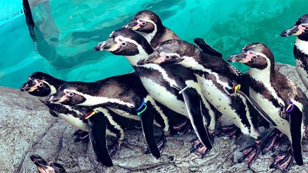 f:id:PlugOut:20181226094202j:image