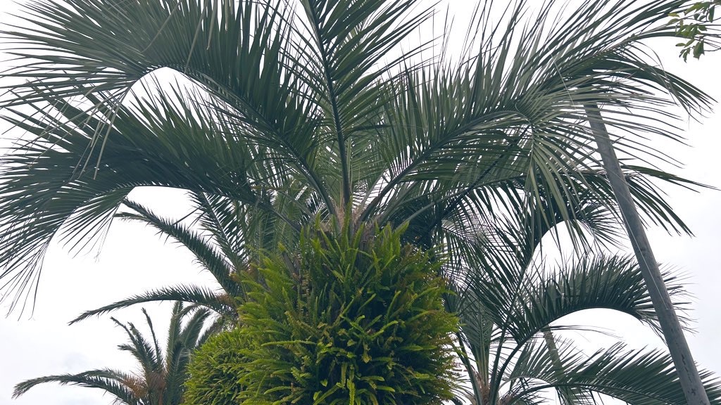 f:id:PlugOut:20240617093057j:image