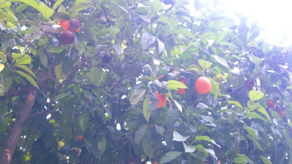 f:id:PlugOut:20240902200226j:image f:id:PlugOut:20240902200226j:image