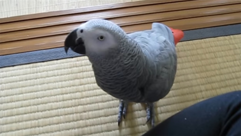 f:id:PoCaLi:20230126111133j:image f:id:PoCaLi:20230126111133j:image