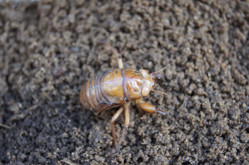 f:id:Poisonous_Radio:20110504172051j:image:w360