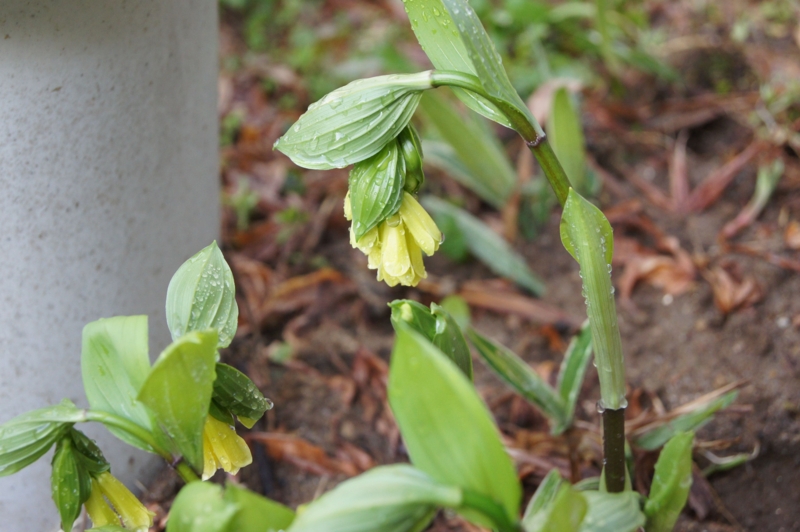 f:id:Poisonous_Radio:20110504172316j:image:w360